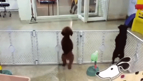 puppy owner GIF