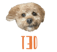 Dog Ted Sticker