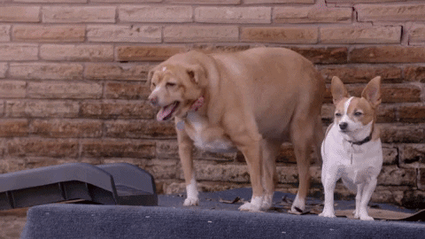 Fat Dog GIF by Animal Planet