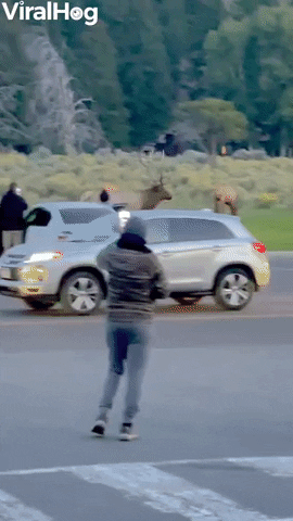 Bull Elk Charges Yellowstone Tourist GIF by ViralHog