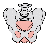Ulyaversum pelvicfloor beckenboden beckenbodentraining beckenbodenglück Sticker