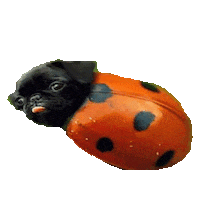 pug what Sticker