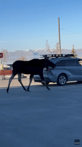Moose Strolls Outside Grocery Store in Utah