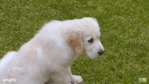 mafs marriedau GIF by Married At First Sight Australia
