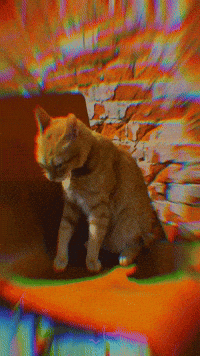 Weedcat GIF