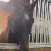 Horse GIF by Respective