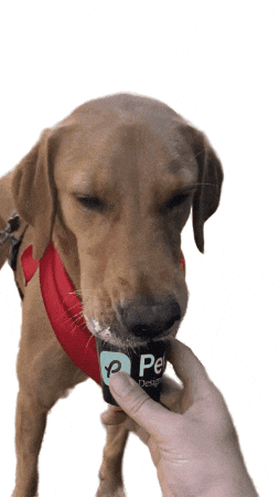 Petscribers giphygifmaker dog pets pupcup GIF