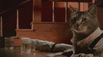 Cat Drinking GIF