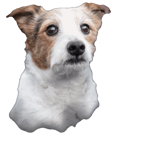 Dog Puppy Sticker