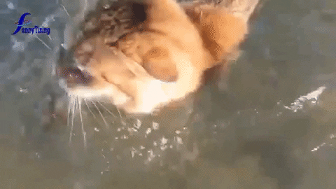 Migatapersa giphygifmaker GIF