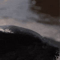 Im Out See Ya GIF by Valley Zoo Development Society