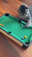 Curious Cat Loves Mini Pool Table