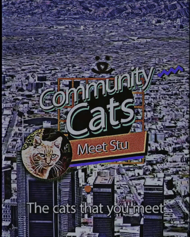 Cats In The Community