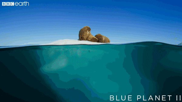 climate change baby GIF by BBC Earth