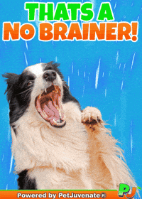 No Brainer GIF by PetJuvenate - PJ