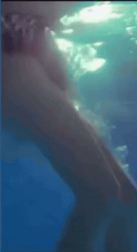 zaraelbar elçin sangu GIF