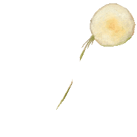 iam_viktoriia art cool flower dandelion Sticker