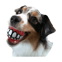 dog smile STICKER by imoji
