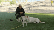 Dogwhisperer GIF by National Geographic Channel