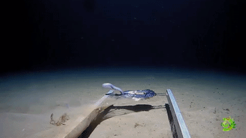 Hagfish Web of Slime | Expedition Deep Ocean