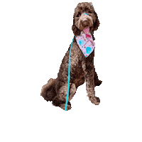 Sweet Tooth Happy Dog Sticker by Geekster Pets