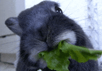 Loop Munching GIF