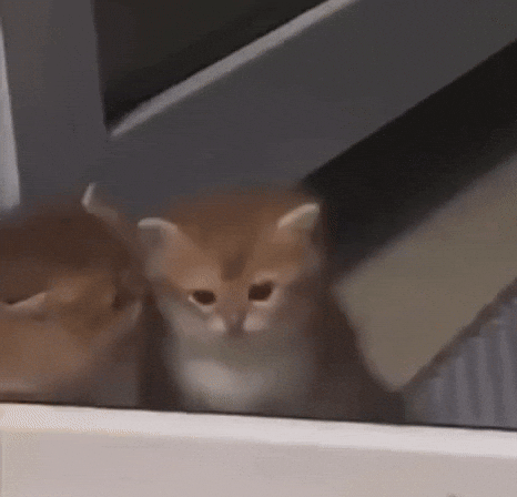 Cat Stop It GIF