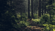 Free To Use Magical Forest GIF