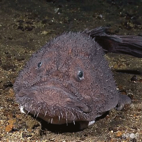 goosefish GIF by GoPop