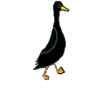Ducks Sticker