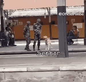 oficialpomba giphyupload GIF