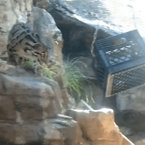 Leopard Goes After Tasty Snack at San Antonio Zoo