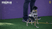 Nat Geo Dog GIF by National Geographic Channel