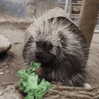 Teeth Eating GIF by John Ball Zoo