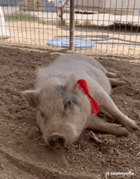 CountyofLA tired sleepy pig sleeping GIF