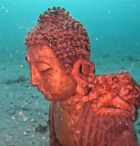 Octopus Clings to Submerged Buddha Statue Beneath Victoria Pier