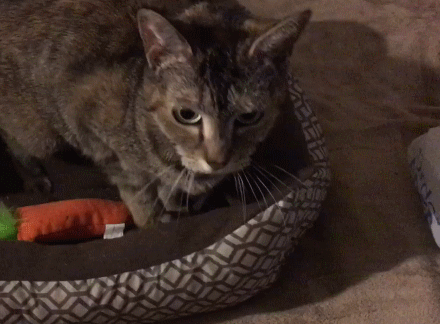 cats kneading GIF