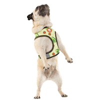 dance party Sticker