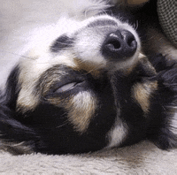 Fear Sleeping GIF