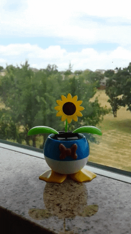 dance sunflower GIF
