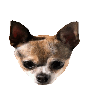 chihuahua Sticker
