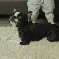 Boston Terrier Tiny Hands GIF by Rover.com