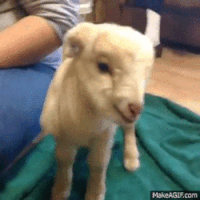 bleh GIF