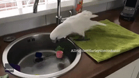 Harley the Cockatoo Uses Pink Cup to Quench Her Thirst