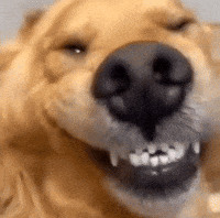 Chetos GIF