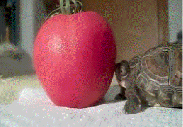 turtle eating GIF