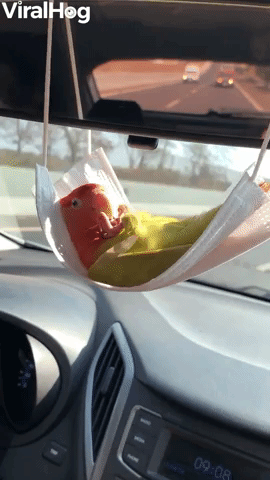 Parrot Chills Out in Face Mask Hammock 