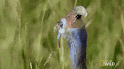 nat geo wild GIF by Savage Kingdom