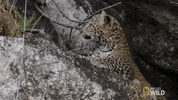nat geo wild GIF by Savage Kingdom