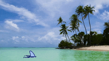 WeAreWater beach ocean shark paradise GIF